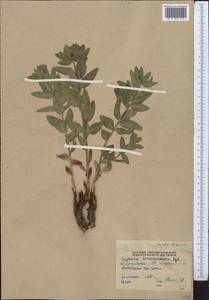 Euphorbia sarawschanica, Middle Asia, Pamir & Pamiro-Alai (M2) (Tajikistan)