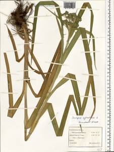 Scirpus sylvaticus L., Eastern Europe, Central forest region (E5) (Russia)