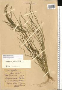Eragrostis amurensis Prob., Eastern Europe, Middle Volga region (E8) (Russia)