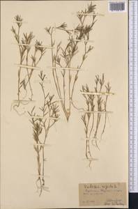 Dianthus nudiflorus Griff., Middle Asia, Kopet Dag, Badkhyz, Small & Great Balkhan (M1) (Turkmenistan)