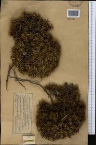 Acantholimon alatavicum Bunge, Middle Asia, Western Tian Shan & Karatau (M3)