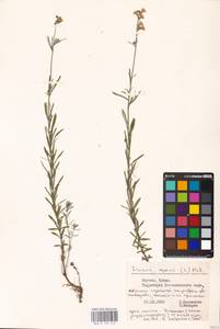 MHA 0 159 410, Linaria repens (L.) Mill., Eastern Europe, Lithuania (E2a) (Lithuania)