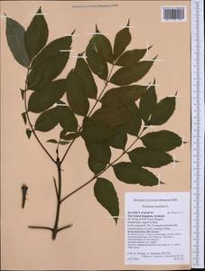 Fraxinus excelsior L., Western Europe (EUR) (United Kingdom)