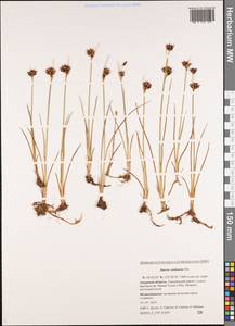 Juncus castaneus Sm., Siberia, Russian Far East (S6) (Russia)