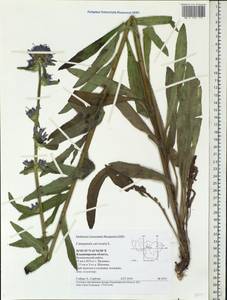 Campanula cervicaria L., Eastern Europe, Central region (E4) (Russia)