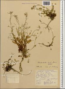 Murbeckiella huetii (Boiss.) Rothm., Caucasus, North Ossetia, Ingushetia & Chechnya (K1c) (Russia)