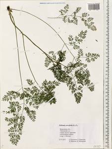 Selinum carvifolia (L.) L., Eastern Europe, Central forest region (E5) (Russia)