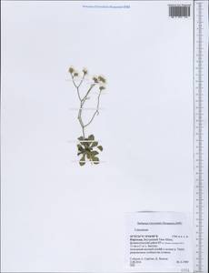 Limonium, Middle Asia, Northern & Central Tian Shan (M4) (Kyrgyzstan)