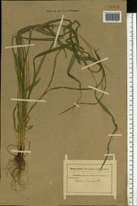 Lolium giganteum (L.) Darbysh., Eastern Europe, Rostov Oblast (E12a) (Russia)