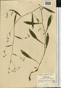 Bupleurum falcatum L., Eastern Europe, West Ukrainian region (E13) (Ukraine)