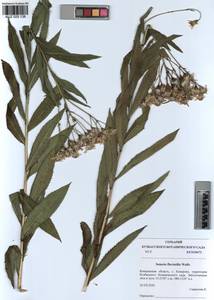 Senecio sarracenicus L., Siberia, Altai & Sayany Mountains (S2) (Russia)