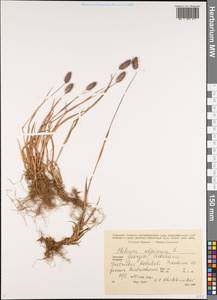 Phleum alpinum L., Caucasus, Georgia (K4) (Georgia)