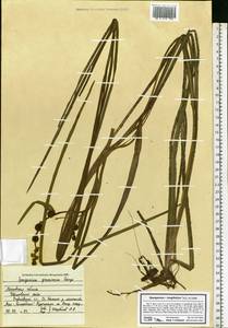 Sparganium gramineum Georgi, Eastern Europe, Moscow region (E4a) (Russia)