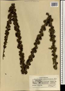 Verbascum macrocarpum Boiss., South Asia, South Asia (Asia outside ex-Soviet states and Mongolia) (ASIA) (Afghanistan)