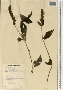 Justicia flava (Forssk.) Vahl, Africa (AFR) (Ghana)