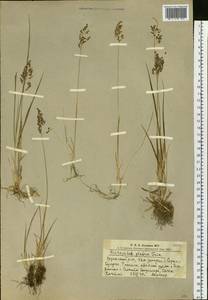 Anthoxanthum glabrum (Trin.) Veldkamp, Siberia, Altai & Sayany Mountains (S2) (Russia)