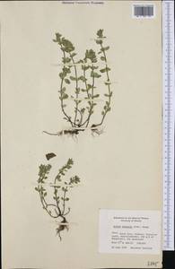 Clinopodium acinos (L.) Kuntze, Western Europe (EUR) (Finland)