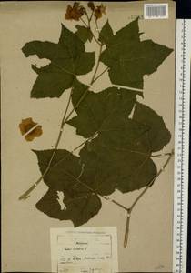 Rubus odoratus L., Eastern Europe, North-Western region (E2) (Russia)