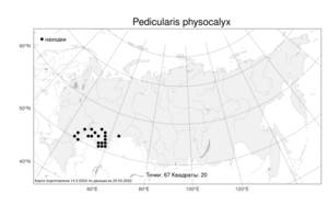 Pedicularis physocalyx Bunge, Atlas of the Russian Flora (FLORUS) (Russia)