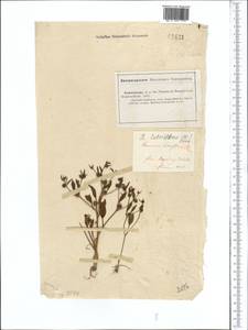 Ranunculus lateriflorus DC., Middle Asia, Caspian Ustyurt & Northern Aralia (M8) (Kazakhstan)