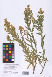Genista tinctoria L., Eastern Europe, Eastern region (E10) (Russia)