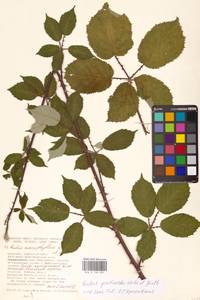 Rubus grabowskii Weihe ex Günther, Grab. & Wimm., Eastern Europe, South Ukrainian region (E12) (Ukraine)