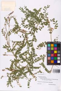 Vicia sylvatica L., Eastern Europe, Western region (E3) (Russia)