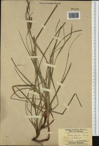 Carex flacca Schreb., Western Europe (EUR) (Poland)