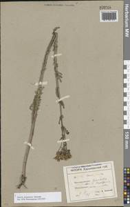 Jacobaea ferganensis (Schischk.) B.Nord., Eastern Europe, South Ukrainian region (E12) (Ukraine)