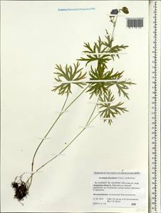 Aconitum ambiguum subsp. baicalense (Turcz. ex Rapaics) Vorosch., Siberia, Russian Far East (S6) (Russia)