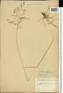 Deschampsia cespitosa (L.) P.Beauv., Eastern Europe, Central forest-and-steppe region (E6) (Russia)