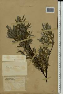 Salix rosmarinifolia L., Eastern Europe, Northern region (E1) (Russia)