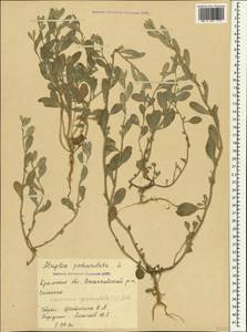 Halimione pedunculata (L.) Aellen, Crimea (KRYM) (Russia)