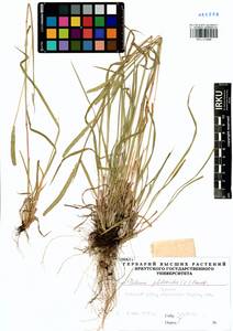 Phleum phleoides (L.) H.Karst., Siberia, Baikal & Transbaikal region (S4) (Russia)