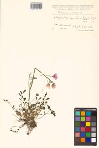 Cardamine pratensis L., Siberia, Russian Far East (S6) (Russia)