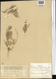 Tetracme recurvata Bunge, Middle Asia, Muyunkumy, Balkhash & Betpak-Dala (M9) (Kazakhstan)