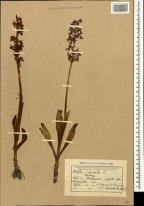 Orchis mascula (L.) L., Caucasus, Black Sea Shore (from Novorossiysk to Adler) (K3) (Russia)