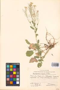 Barbarea vulgaris W. T. Aiton, Eastern Europe, Moscow region (E4a) (Russia)