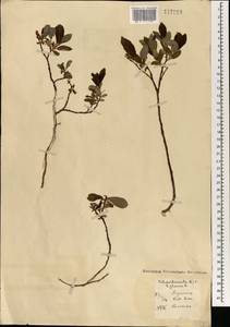 Salix glauca L., Mongolia (MONG) (Mongolia)