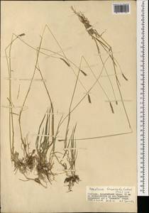 Hordeum brevisubulatum (Trin.) Link, Mongolia (MONG) (Mongolia)