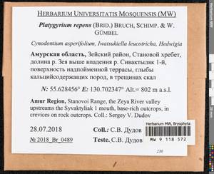 Platygyrium repens (Brid.) Schimp., Bryophytes, Bryophytes - Russian Far East (excl. Chukotka & Kamchatka) (B20) (Russia)