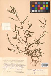 Persicaria erectominor (Makino) Nakai, Siberia, Russian Far East (S6) (Russia)