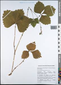 Halosciastrum melanotilingia (H. Boissieu) Pimenov & V. N. Tikhom., Siberia, Russian Far East (S6) (Russia)