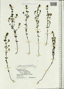 Euphrasia ×vernalis List, Eastern Europe, Northern region (E1) (Russia)