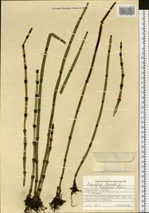 Equisetum hyemale L., Siberia, Russian Far East (S6) (Russia)