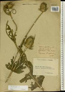Dipsacus laciniatus L., Eastern Europe, Rostov Oblast (E12a) (Russia)