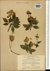 Staphylea colchica Stev., Caucasus, Abkhazia (K4a) (Abkhazia)