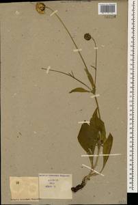Cephalaria armeniaca Bordz., Caucasus (no precise locality) (K0)