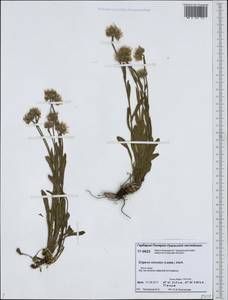 Erigeron eriocalyx (Ledeb.) Vierh., Siberia, Western Siberia (S1) (Russia)