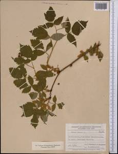 Rubus idaeus L., Middle Asia, Western Tian Shan & Karatau (M3) (Uzbekistan)